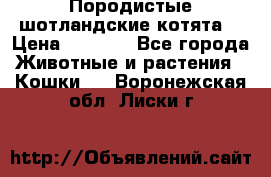 Породистые шотландские котята. › Цена ­ 5 000 - Все города Животные и растения » Кошки   . Воронежская обл.,Лиски г.